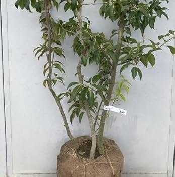 Amazon.co.jp: ソヨゴ 株立ち(雄雌不明株) 樹高1.2m(根鉢含まず)325