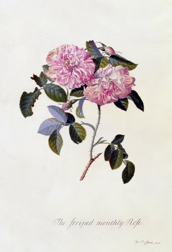 Impressions d'art Mural la rose mensuelle rayée Tableau Cadre Grand Format Déco Mur Vide 60x90