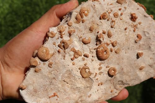 Image of Ammonites & Gastropods Plate Cretaceous Fossils Fossils from Morocco Fossil Rock ammonites Fossil from Morocco A107