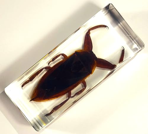 Image of 4.3 inch Giant Asian Water Bug in in Crystal Clear Lucite Resin Paperweight Specimen Preserved Insect Taxidermy Crafts Collection for Biology Science Education & Desk Ornament Display Supplies