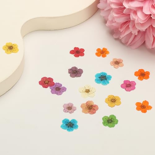 uxcell 40 piezas flores prensadas secas de Narciso miniatura 4