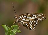 Vuela mariposa: Luz Guerrero