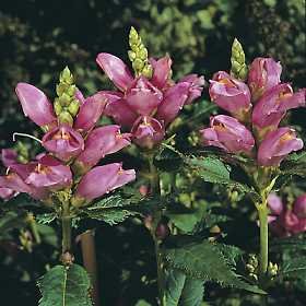 Chelone (Turtlehead) glabra 250 Seeds