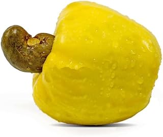 Muda de Caju Anão Amarelo Raro Precoce Para Produzir