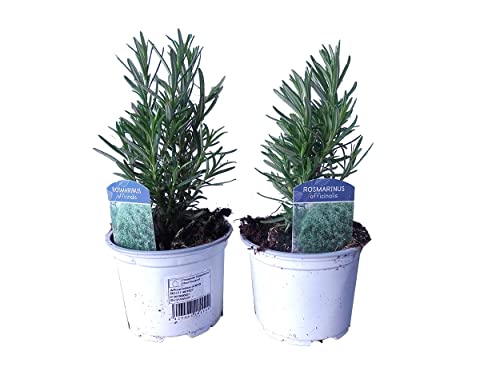 DECOALIVE Romero Planta Natural - Pack de 2 Plantas de Romero