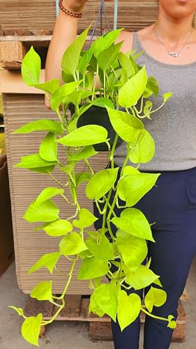 POWERS TO FLOWERS - POTHOS NEON BASKET A STRASCICO 50CM, piante vere