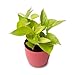 POSH GARDEN - Lets make the world Green Air-Purifying Golden Money Plant | Indoor Plant With Flower Pot For Home