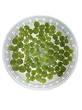 60+ Leaves Water Spangles - Salvinia Minima...