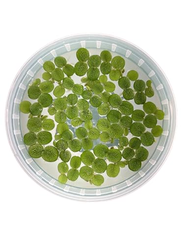 60+ Leaves Water Spangles - Salvinia Minima...