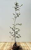 PlantaPro