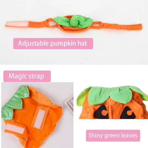 Disfraz de Calabaza para Gatos y Perros Pequeños Halloween miniatura 5