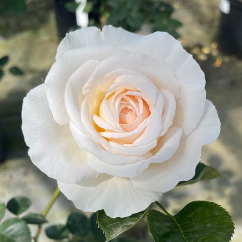 Image of YouGarden Harkness Roses 'Cream Abundance' Rose, 4 Litre Pot