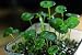 Aquarium Grass Plants Seeds,Aquatic Dichondra repens Forst Carpet Water Grass,Oxygenating Weed Live Pond Plant Seeds,Fish Aquatic Water Grass Decor,Easy to Plant Grow Maintain-10G