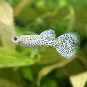 Amazon 熱帯魚 シルバーブルーレースコブラ グッピー 国産グッピー １ペア 北海道航空便要保温 Charm チャーム 観賞魚 水中生物 通販