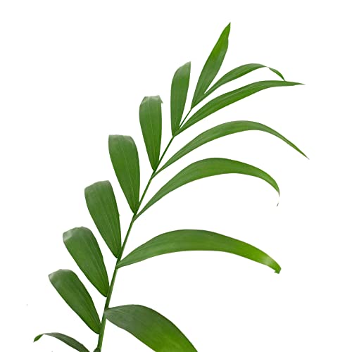 Bergpalme - echte Zimmerpflanze, Chamaedorea elegans - Höhe ca. 55 cm, Topf-Ø 17 cm - Image 4