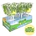 Sweetzo Green Apple Frog Jelly Lollipops, Individually Wrapped Gummy Pops, Party Favors and Gift Basket Candy (12 Count)