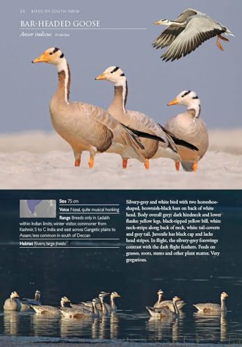 Image of Birds of South India - A Photographic Field Guide | Wildlife and Nature | Photography | Field Guide | Travel and Exploration | Adventure