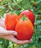 Burpee 'Gladiator',25 Non-GMO Seeds, Hybrid Red Slicing & Paste Delicious Roma Tomato Variety, Indeterminate Seeds for Home Garden