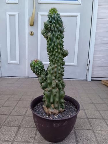 ドライガーデン 植物 サボテン」の人気商品一覧 | 安い商品を通販