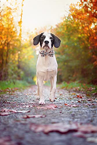 Unique style paws Herbst Hundehalsband, Fliege Hundehalsband, bequem verstellbare Hundehalsbänder Haustier mittelgroße Hunde