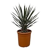 Taille du pot: 28 cm Trendyplants - Yucca Filifera \'Australis\' - Plante de jardin - Hauteur 60-80 cm - Taille du pot Ø28cm