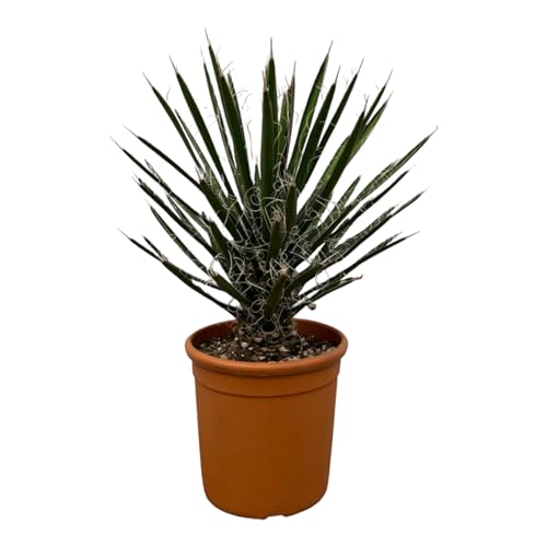 Trendyplants - Yucca Filifera 'Australis' - Plante de jardin - Hauteur 60-80 cm - Taille du pot Ø28cm