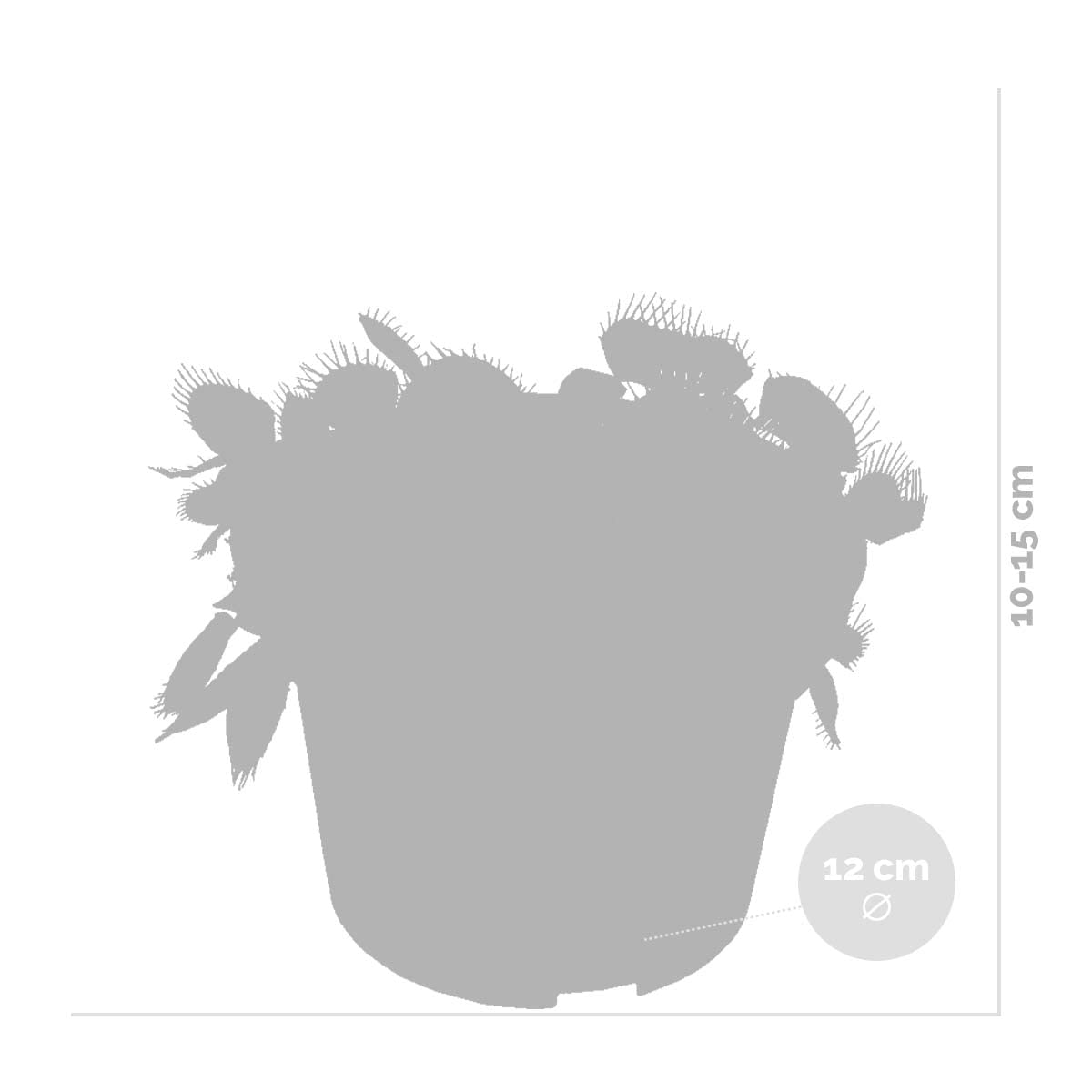Bloomique - Lot de 2 - Dionaea Muscipula - Dionée Attrape-Mouche - Plante Carnivore - Plantes d’intérieur - Hauteur 10-15 cm - Pot 12 cm