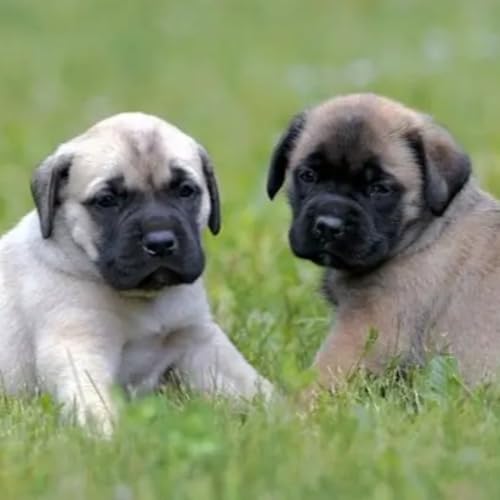CUENTO: Sombra y Elfo (gemelos de cuatro patas)