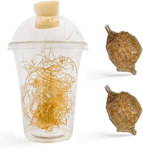 Praying Mantis Ootheca Egg Case with Hatching Habitat Cup (Pack of 2) - Stem Education,Comes with a Transparent Habitat Cup,Egg Case Produces Approximately up to 400 Baby Nymphs (Tenodera Sinensis)