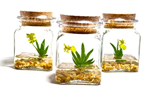 Bloomify Miniature Miniature Orchid Terrarium - Zero Care - 4" Tall Jar - Psygmorchis Pusilla Plant #TOP5