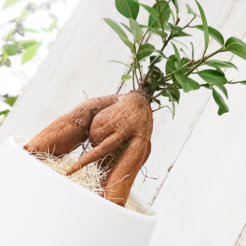 幸せを呼ぶ木『 ガジュマル 』