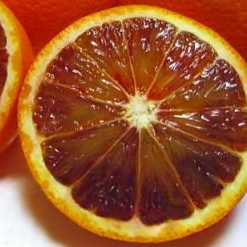 [柑橘]和歌山県産ブラッドオレンジ タロッコ 約2kg[MS93]