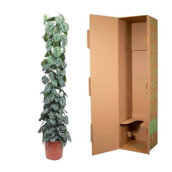 Scindapsus Pictus Trebie Support en maille 160 cm Ø 27 cm