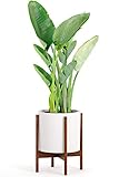 Fox & Fern Mid Century Modern Plant Stand, Plant Stand Indoor, Indoor Plant Stand, Corner Plant Stands for Indoor Plants, Plant Holder - INCLUDING 12