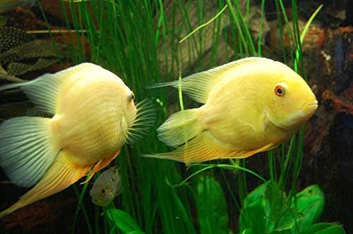 Home Comforts Fish Underwater World Aquarium Underwater Cichlid-20 Inch By 30 Inch Laminated Poster With Bright Colors And Vivid Imagery-Fits Perfectly In Many Attractive Frames