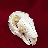 Zoom IMG-2 tassidermia di animali veri teschi Zoom IMG-2 tassidermia di animali veri teschi