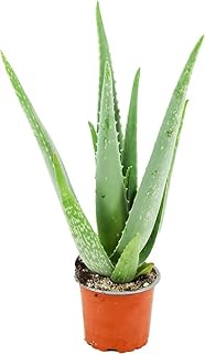 Aloe Vera Natural Planta con Hojas Carnosas y Espinosas