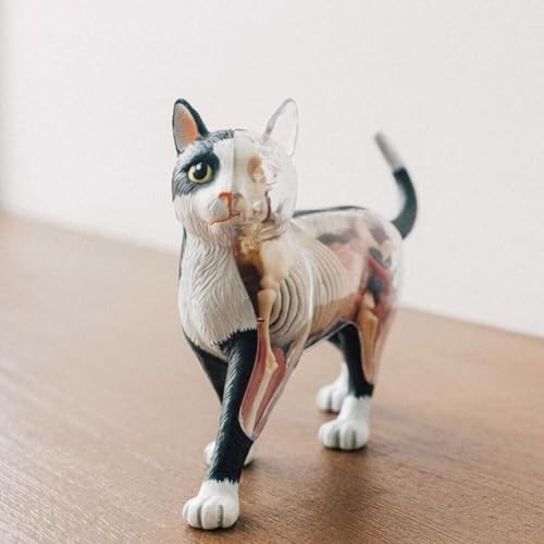 Modèle d'anatomie de chat 4D idéal pour les démonstrations en classe - 4