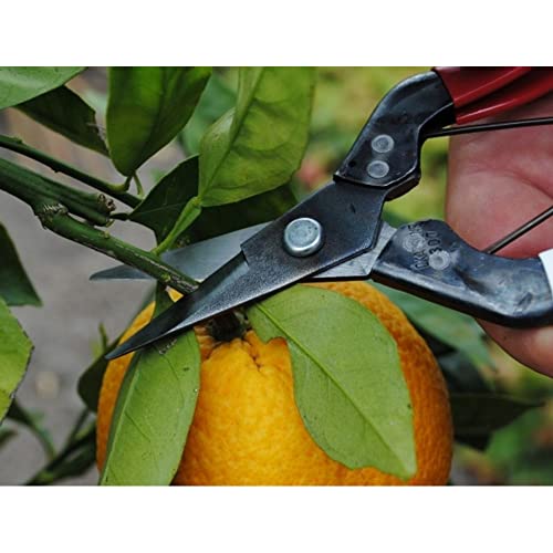 Image of Okatsune No. 307 Fruit Picking Shears 7.1 inches (180 mm) (Boxed)