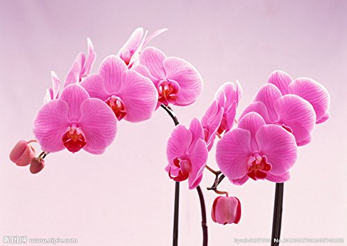 Phalaenopsis Orchids : Original Bonsai Suitable Phalaenopsis Orchids Phalaenopsis Seeds Potted Flowers Indoor Balcony Office Rare Orchid Seeds (B0727TQ8ZK) Amazon Price History, Amazon Price Tracker