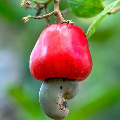Semillas de anacardo - de otoño resistentes Anacardio occidental - regalos sostenibles en crecimiento resistentes para el jardín de hoja perenne 15pcs