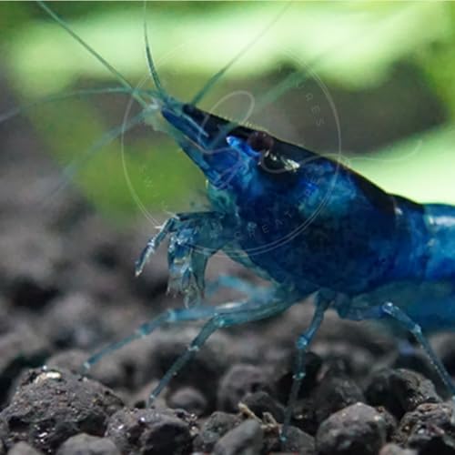 Image of Swimming Creatures Freshwater Aquarium Shrimp - A Perfect Combo to Brighten Your Aquarium! (20 Blue + 1 Mystery Snail) (Pomacea bridgesii)