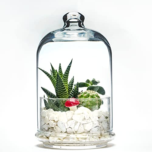 GOSOYO Tarro de vidrio con tapa para plantas, contenedor de vidrio de alta calidad, guardador/ahorrador/almacenamiento de cítricos (tamaño grande) Cover