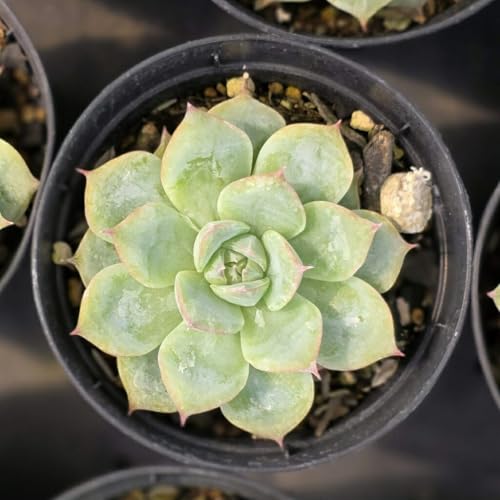 VGbg 7.5cm|bg A GPxA Echeveria 'Silhouette' Y  ϗtA CeAO[ 񂹐A ke 1{ 1