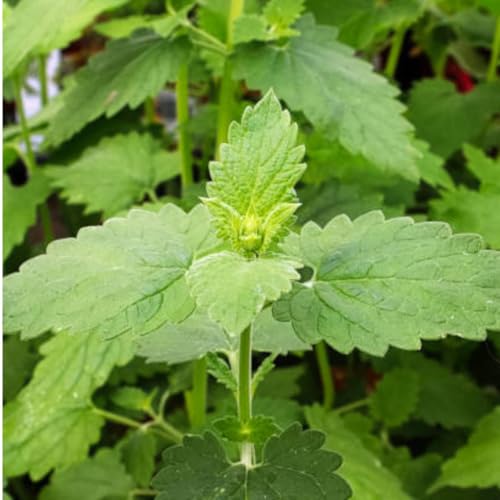 FELTRIN, Sementes de Erva dos Gatos Catnip FELTRIN