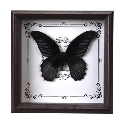 Handmade real butterfly frame, exquisite real butterfly decoration (Black Beauty)