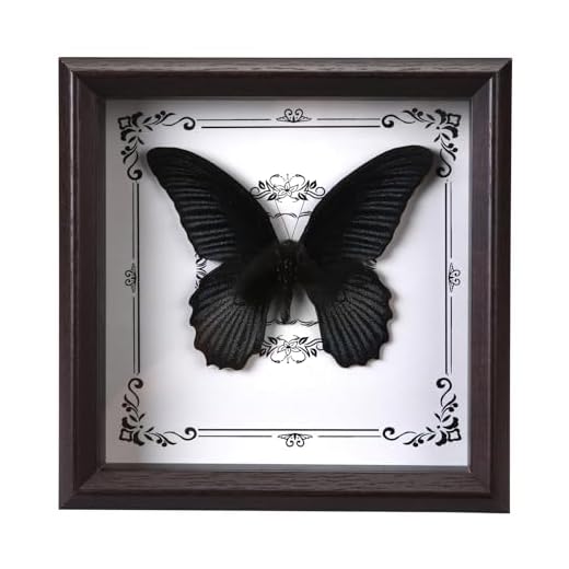 Handmade real butterfly frame, exquisite real butterfly decoration (Black Beauty)