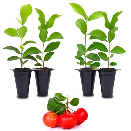 Barbados Cherry Tree (4 Pack) Live Plant for Sale | Easy to Grow Plants | Edible Fruit Plant for Sustainable Living | Grow Your Food on Your Edible Organic Garden