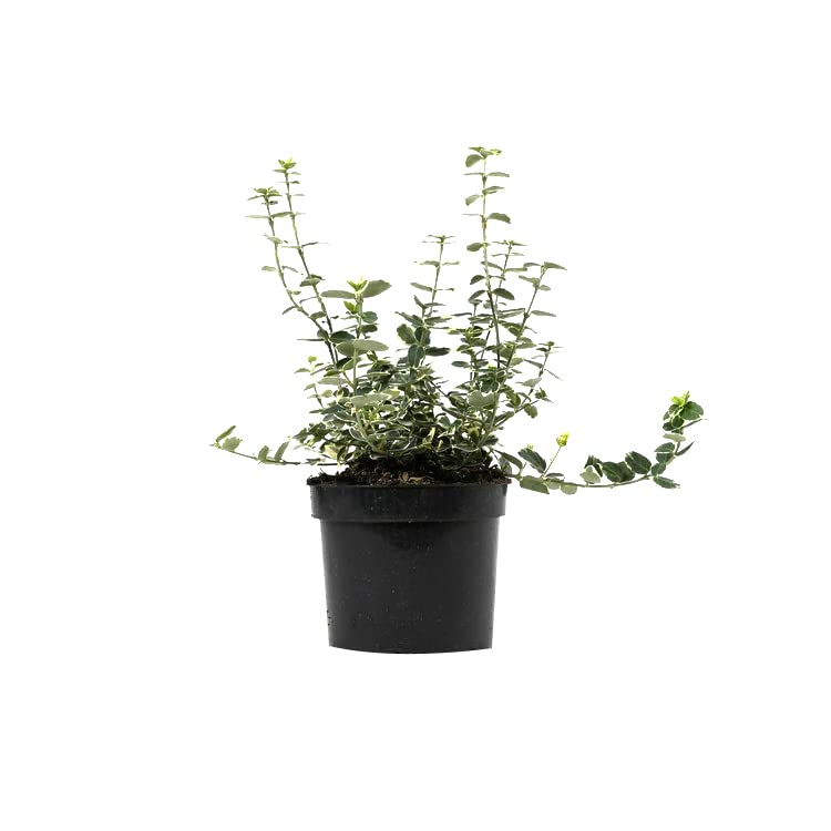 6x Evonimo – Euonymus fortunei 'Emerald Gaiety' – Vaso 9x9 cm – foglia variegata ornamentale