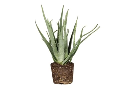 Aloe Vera Live Plant — Aloe Barbadensis Miller, Ready to Use